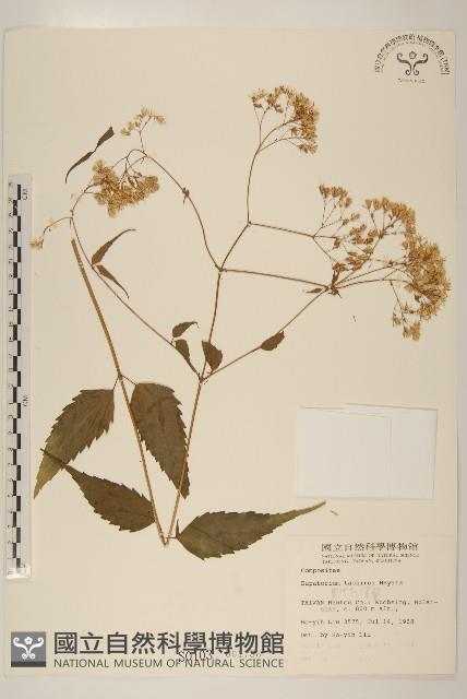 田代氏澤蘭藏品圖，第1張