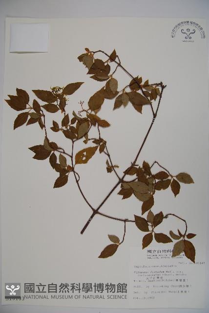 狹葉莢迷藏品圖，第1張