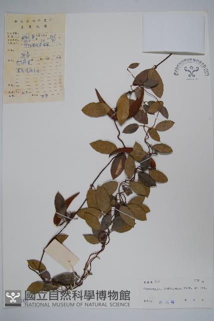 弓果藤藏品圖，第1張