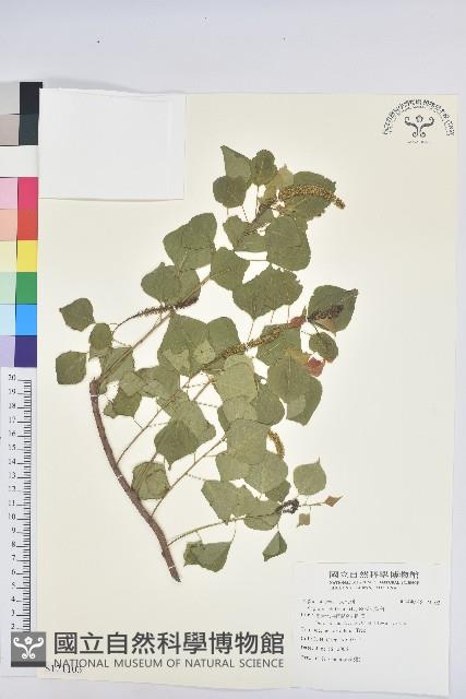 烏臼藏品圖，第1張