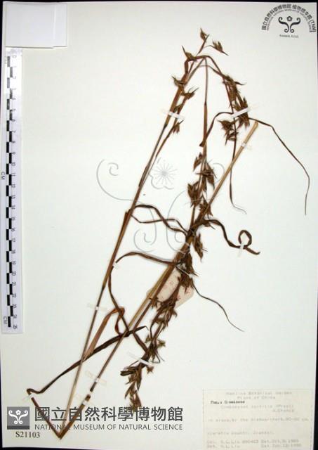 扭鞘香茅藏品圖，第1張