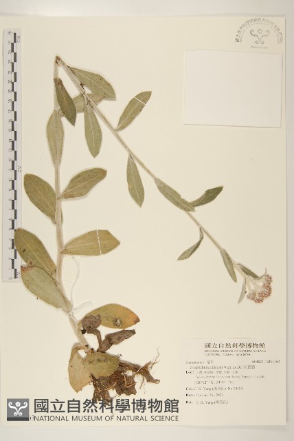 紅面番藏品圖，第1張