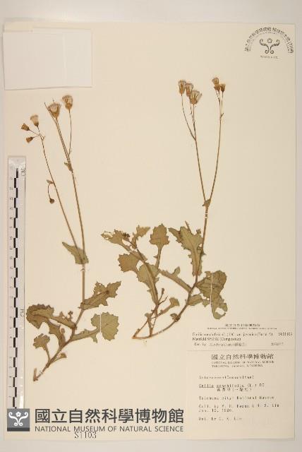 紫背草藏品圖，第1張