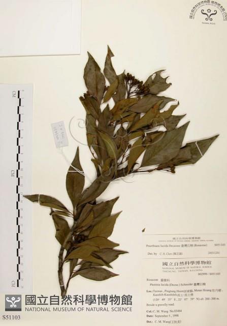 臺灣石楠藏品圖，第1張