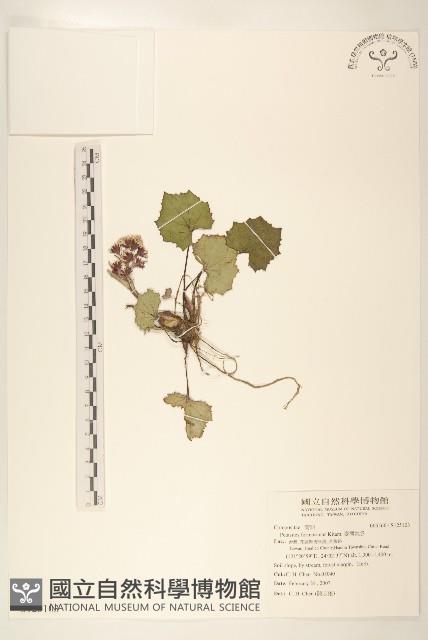 臺灣款冬藏品圖，第1張