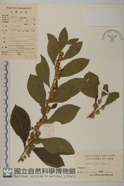 天名精藏品圖，第1張