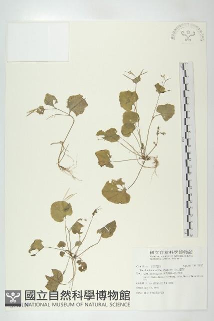 Accession Number:S115103 Collection Image, Figure 1, Total 2 Figures