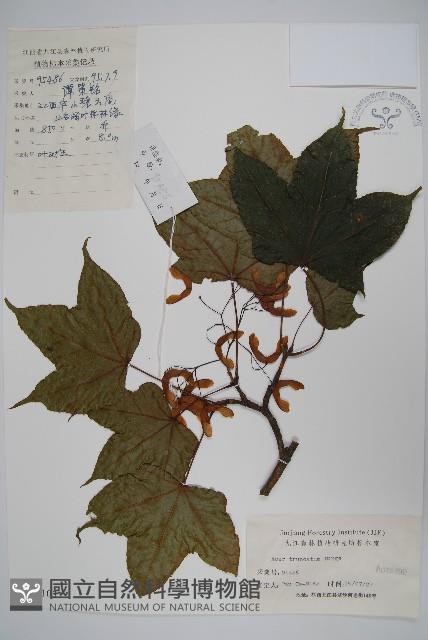 元寶槭藏品圖，第1張