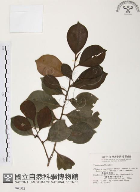 森氏紅淡比藏品圖，第1張