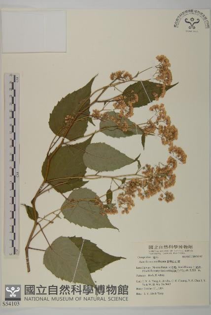 臺灣山白蘭藏品圖，第1張