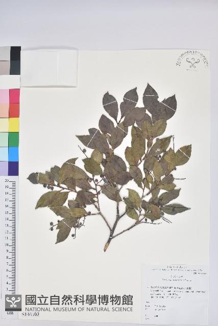 米飯花藏品圖，第1張