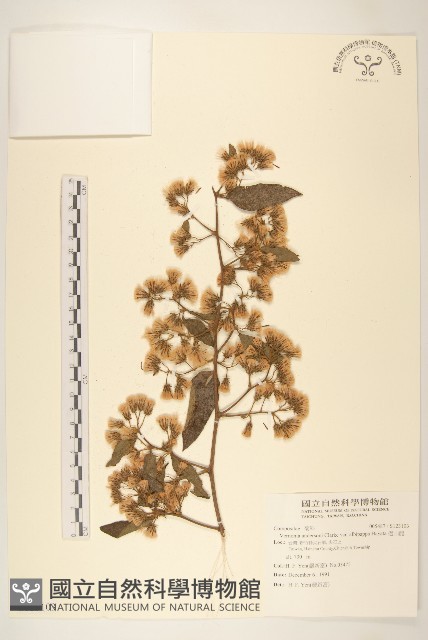 過山龍藏品圖，第1張