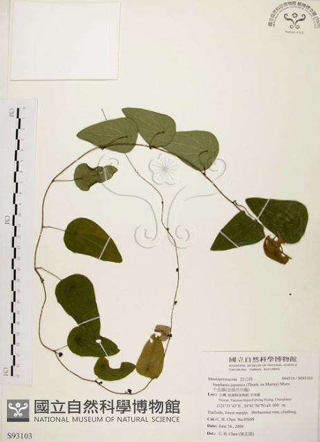 千金藤、金線吊烏龜藏品圖，第1張