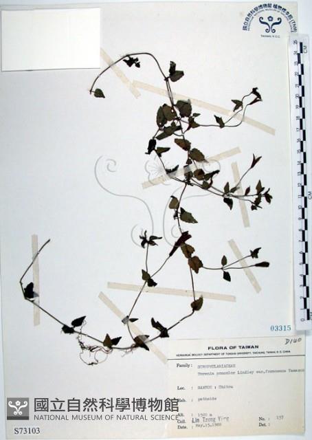 倒地蜈蚣、四角銅鑼藏品圖，第1張