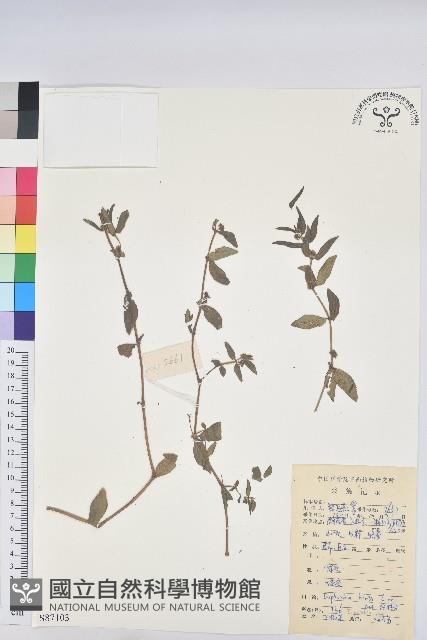 乳仔草藏品圖，第1張