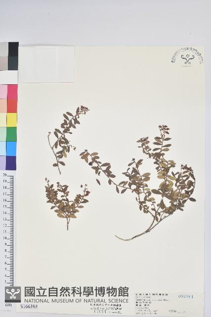 高山白珠樹藏品圖，第1張