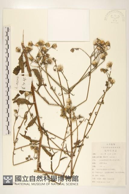 毛蓮菜藏品圖，第1張