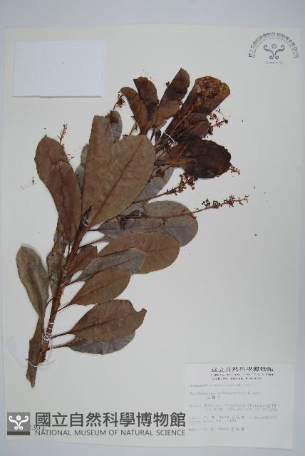 山檨子藏品圖，第1張