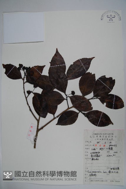 中型冬青藏品圖，第1張