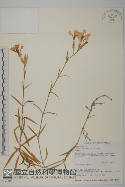 巴陵石竹藏品圖，第1張