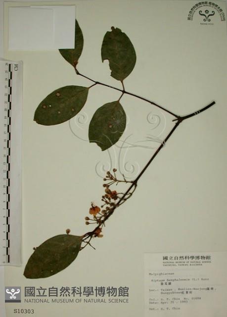 猿尾藤藏品圖，第1張