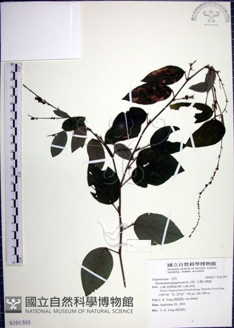 大葉山螞蝗藏品圖，第1張