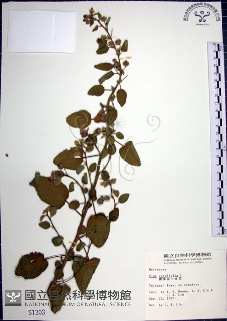 圓葉金午時花藏品圖，第1張