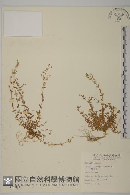 無心菜、鵝不食草藏品圖，第1張