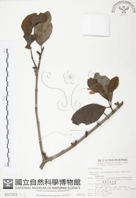 杜鵑桑寄生藏品圖，第1張