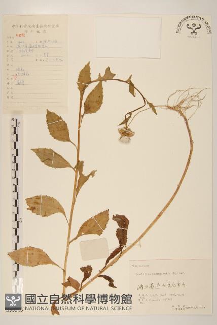 饑荒草藏品圖，第1張