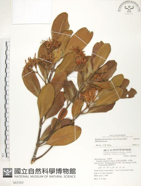 水筆仔藏品圖，第1張