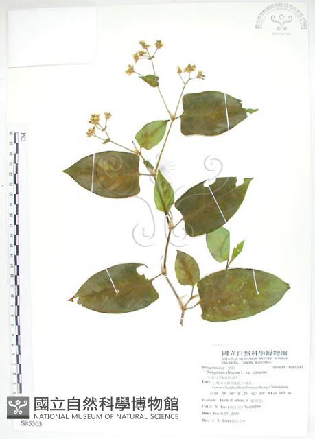 火炭母草、清飯藤藏品圖，第1張