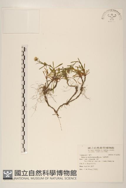 玉山飛蓬藏品圖，第1張