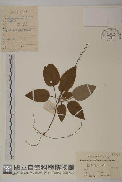 阿里山鬼督郵藏品圖，第1張