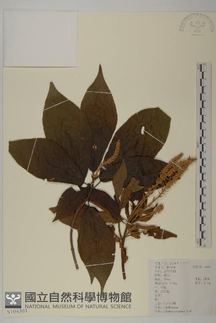 江南山柳藏品圖，第1張