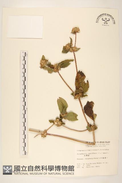 金腰箭藏品圖，第1張