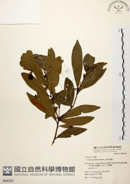 黃肉樹, 小梗木薑子藏品圖，第1張