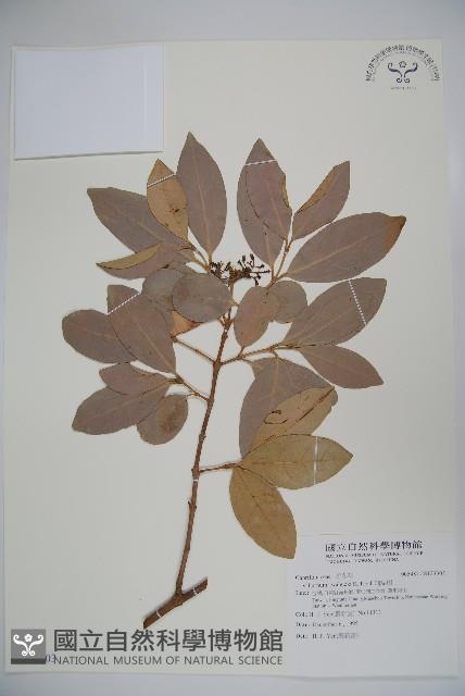 珊瑚樹藏品圖，第1張