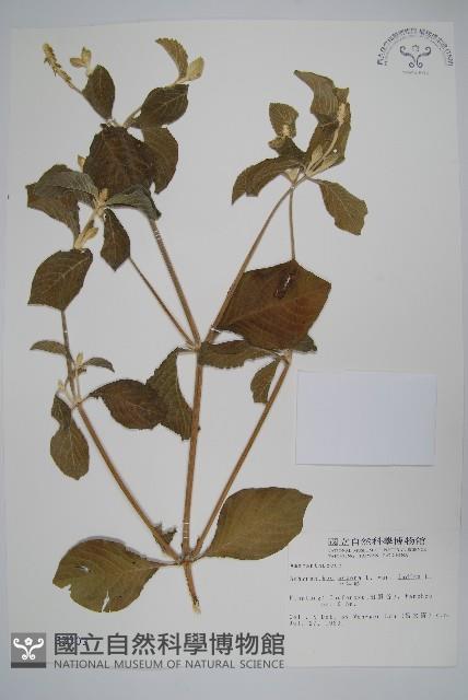 印度牛膝、土牛藤藏品圖，第1張