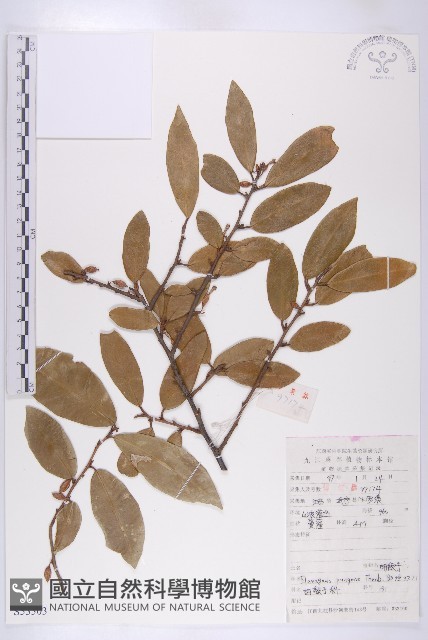 胡頹子藏品圖，第1張