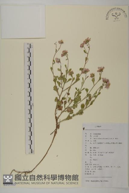 小紅菊藏品圖，第1張