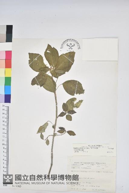 白苞猩猩草藏品圖，第1張