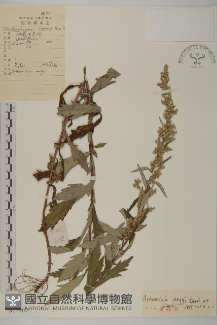 Accession Number:S027303 Collection Image, Figure 1, Total 3 Figures