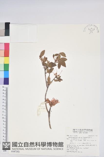 紅毛杜鵑藏品圖，第1張