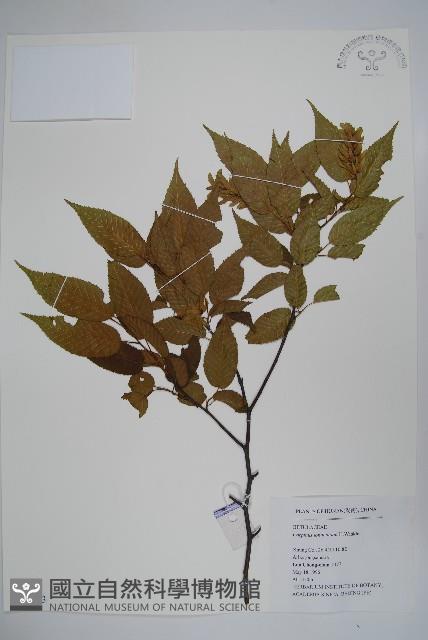 短尾鵝耳櫪藏品圖，第1張