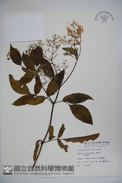 冇骨消藏品圖，第1張