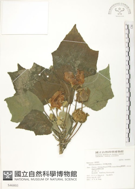 山芙蓉、臺灣山芙蓉、狗頭芙蓉藏品圖，第1張