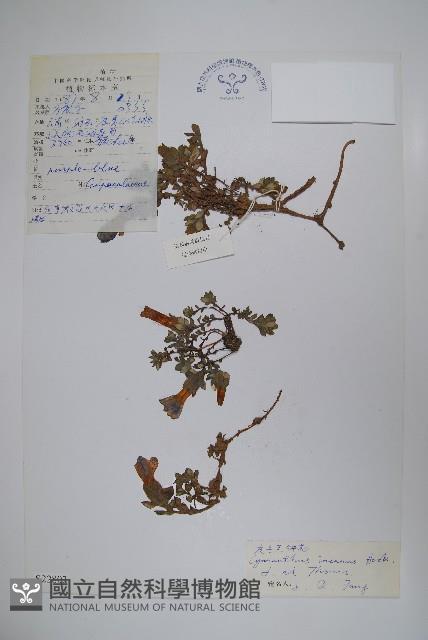 灰毛藍鐘花藏品圖，第1張