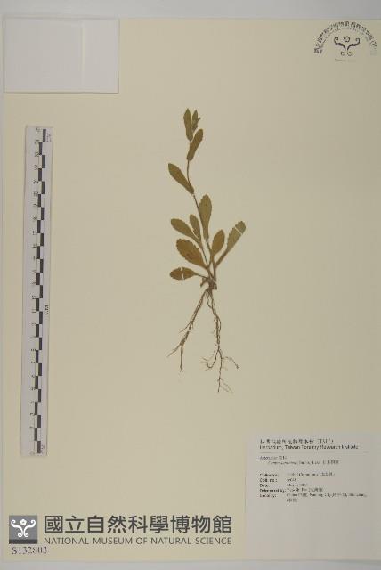 日本假蓬藏品圖，第1張