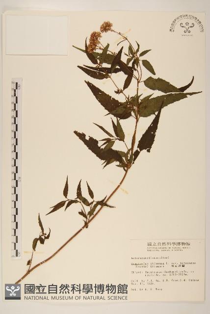 塔山澤蘭藏品圖，第1張